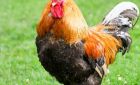 Im Park 3
